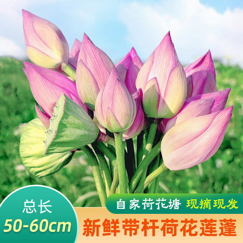 洪湖莲花莲蓬新鲜花束非盆栽花绿植现摘荷花莲蓬苞花卉水培植物室