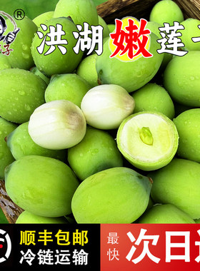 湖北新鲜嫩莲子摘现剥生2026