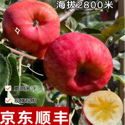 阿坝州秦脆苹果美人脆茂县苹果非糖心汶川理县九寨沟小金高原特产