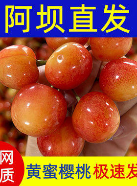 阿坝州金车厘子汶川大樱桃黄蜜樱桃黄水晶国产金车茂县理县九寨沟