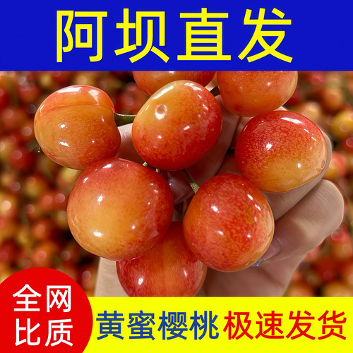 阿坝州金车厘子汶川大樱桃黄蜜樱桃黄水晶国产金车茂县理县九寨沟
