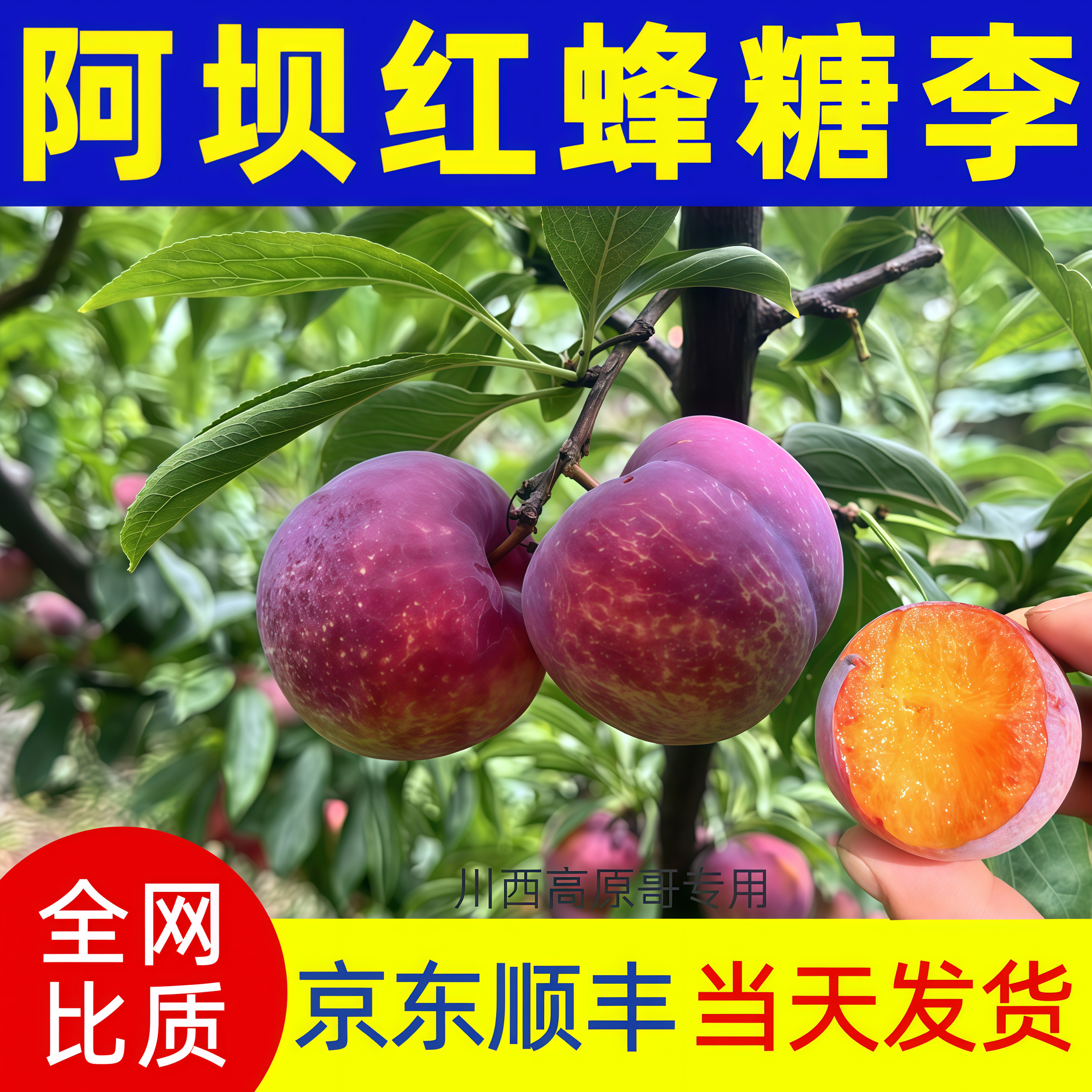 正宗阿坝州红脆李大红袍蜂糖李汶李子
