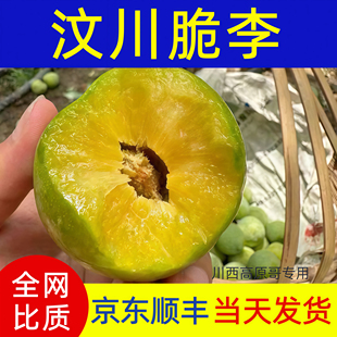 正宗四川阿坝州青脆李李子汶川红脆李青红脆李脱骨李非重庆巫山脆