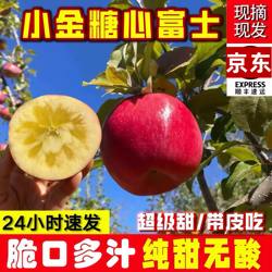 阿坝州小金冰糖心苹果茂县汶川理县九寨沟小王子现摘甜脆5斤10斤