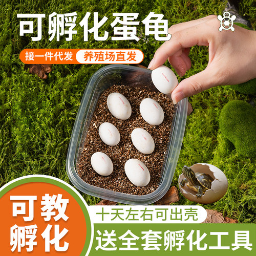 乌龟蛋可孵化套装易存活儿童宠物