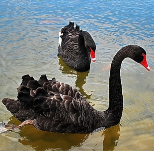 黑天鹅活苗一对成年黑天鹅景区观赏黑天鹅幼崽黑天鹅种蛋养殖技术