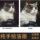 Картины маслом по индивидуальному заказу, фотографии ручной росписи, персонажи, портреты по индивидуальному заказу, аватарки для домашних животных, картины акрилом ручной работы mini 2