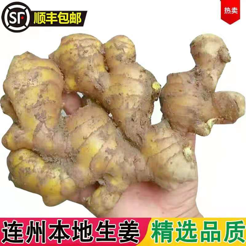 有机小黄姜农家嫩生姜新鲜现挖子姜老姜月子姜种子姜10斤连州特产