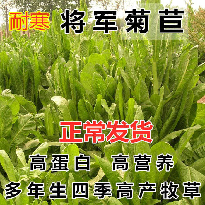 将军菊苣种子大叶菊苣多年生四季牧草种子猪牛羊鸡鸭鹅鱼草籽