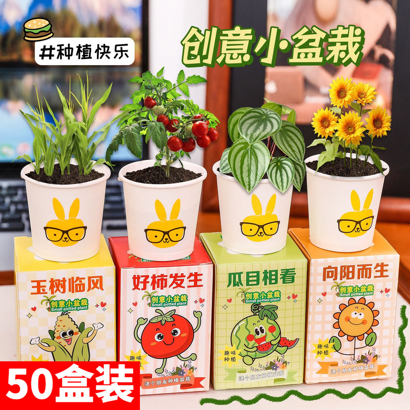 儿童植物种植盲盒迷你盆栽幼儿园桌面绿植摆件学生奖励小礼品奖品