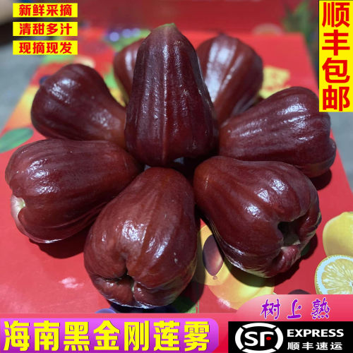 黑金刚莲雾树上熟中果大果特大果