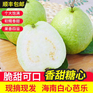 坏果包赔 包邮 当季 新鲜水果正宗海南白心芭乐番石榴树上熟大果顺丰