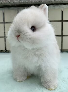 小型侏儒兔子活物霜白暹罗奶灰道奇儿童好养迷你宠物兔垂耳兔活体