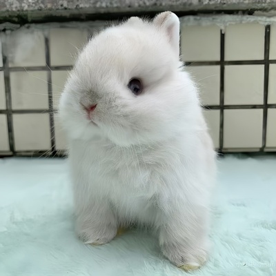 小型侏儒兔子活物霜白暹罗奶灰道奇儿童好养迷你宠物兔垂耳兔活体