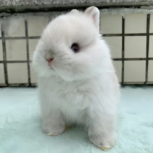 小型侏儒兔子活物霜白暹罗奶灰道奇儿童好养迷你宠物兔垂耳兔活体