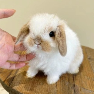 垂耳兔子活物好养温顺儿童宠物兔碎斑道奇进口血统荷兰折耳兔活体