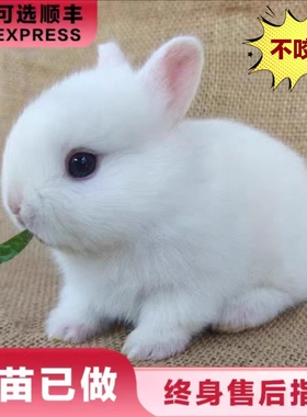 小型侏儒兔子活物长不大迷你兔儿童家养宿舍宠物兔荷兰垂耳兔活体