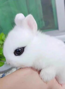 小型侏儒兔子活物凤眼海棠迷你茶杯兔儿童宠物兔荷兰垂耳兔活体