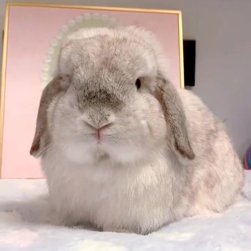 进口血统垂耳兔网红宿舍宠物兔