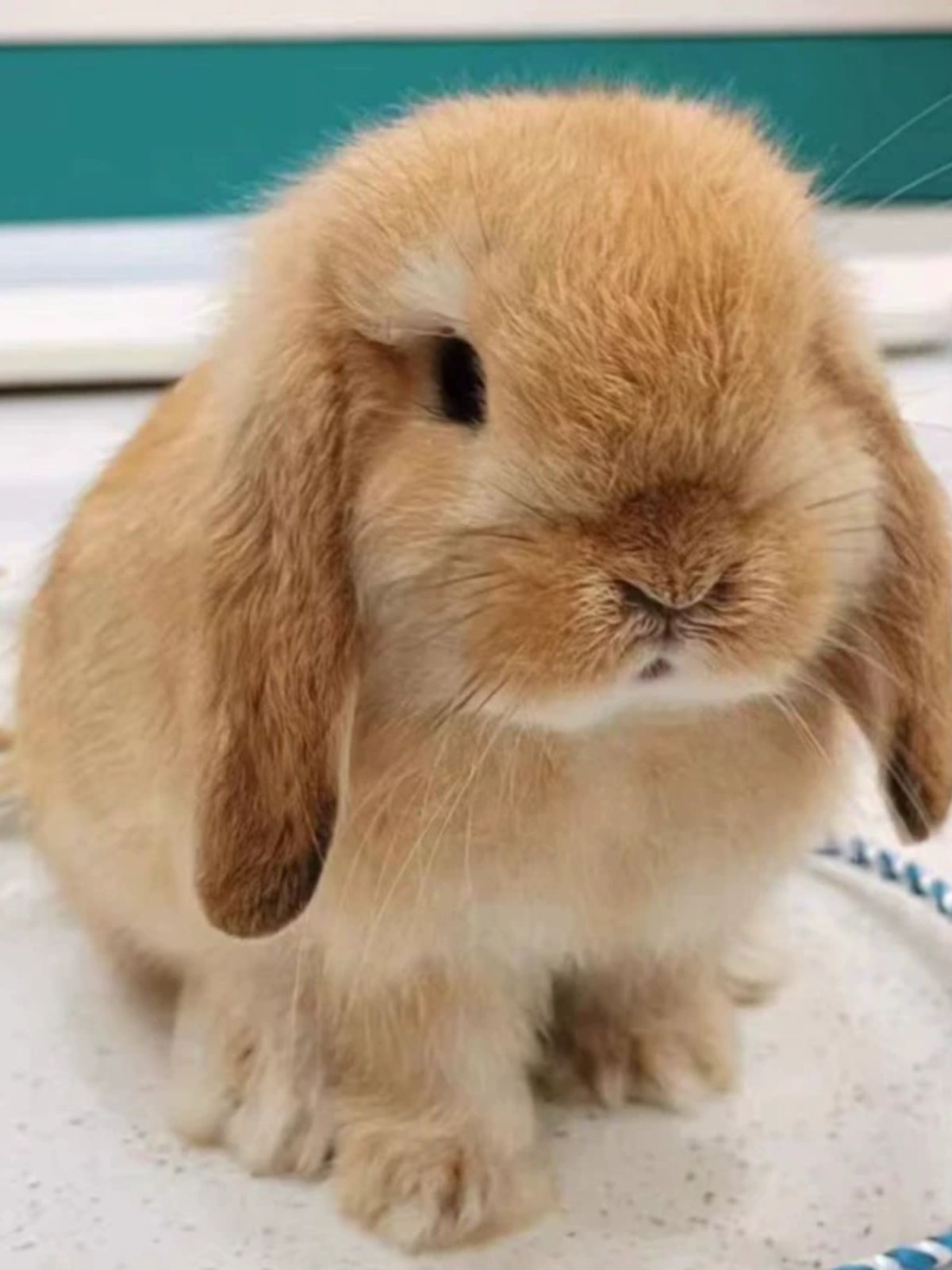 垂耳兔子活物灰白道奇垂耳兔迷你宠物兔纯种荷兰短毛折耳兔活体
