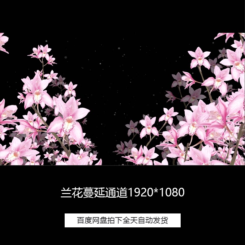 唯美兰花花枝蔓延透明通道循环特效合成短视频素材