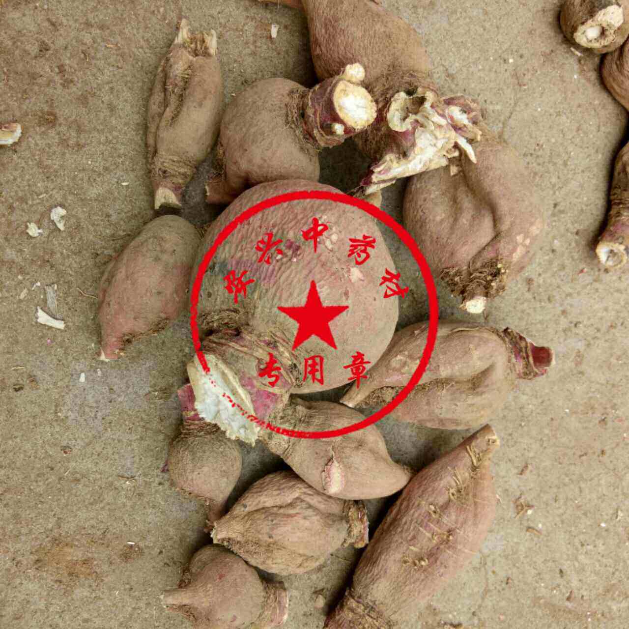 中药材 枯萝卜仙人头 萝卜壳 气萝卜 仙人骨地骷髅 500g正品