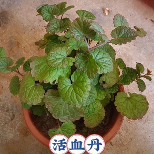 活血丹盆栽遍地香盆栽地钱儿钹儿草新鲜透骨消透骨风过墙风连钱草