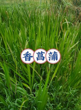 水菖蒲水生香菖蒲水培植物香菖蒲可盆栽净化草观赏菖蒲池塘绿植