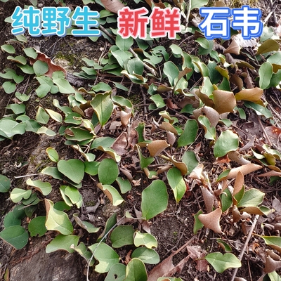 石韦野外新鲜现采新鲜刀口药中药材石苇刀尖草石苇绿色天然石头草