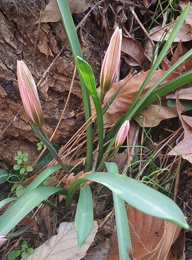 老鸦瓣整棵光慈菇苗全棵又名双丫子纯天然食用观赏花卉绿植可盆栽