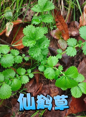 新鲜仙鹤草苗 龙芽草 脱力草 深山狼牙草现挖现发中草药苗老根苗