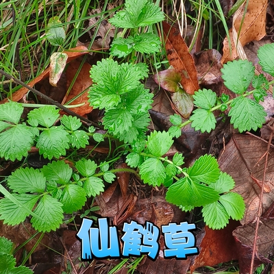 新鲜仙鹤草苗 龙芽草 脱力草 深山狼牙草现挖现发中草药苗老根苗