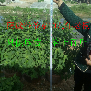 五香叶老根 食用霍香苗 正宗鱼香 煮鱼 凉拌 食用绿植盆栽 大粪香