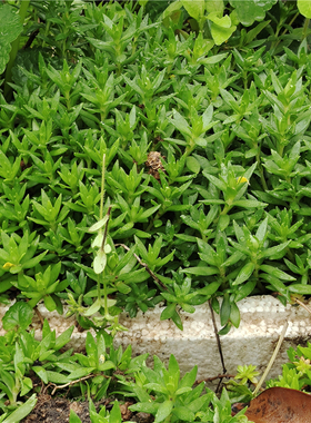 垂盆草盆栽养肝护肝中药材阳台绿植室内小盆栽耐寒耐旱植物蛇丹草