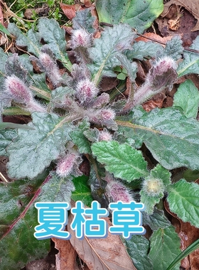 白毛夏枯草苗鲜活散血草筋骨草苦草破血丹过冬青野生筋骨草散结节