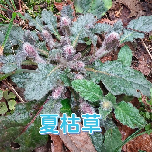 白毛夏枯草苗鲜活散血草筋骨草苦草破血丹过冬青野生筋骨草散结节
