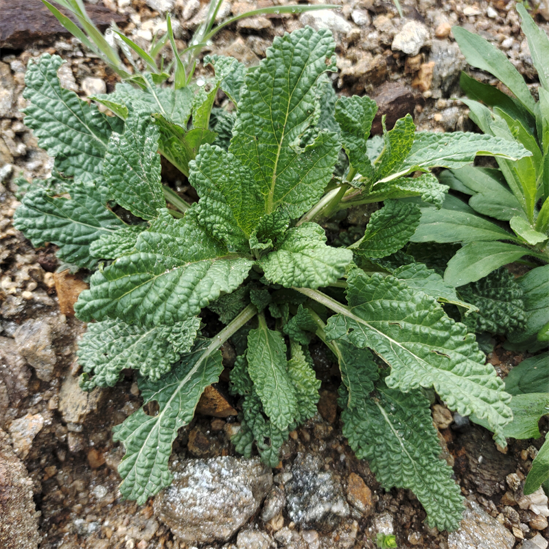 新鲜蛤蟆草蟾蜍草蛤蟆菜现挖去杂荔枝草雪见草皱皮草炒菜煲汤食用