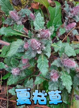 白毛夏枯草整棵新鲜现挖现发中草药苗筋骨草苗散血草苗破血丹苗