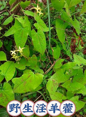淫羊藿种苗野生三枝九叶草淫羊藿四季常青绿植男人加油站可盆栽