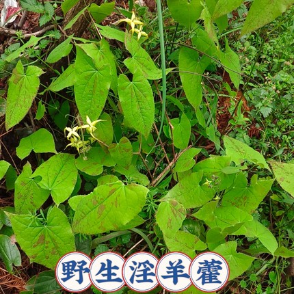 淫羊藿种苗野生三枝九叶草淫羊藿四季常青绿植男人加油站可盆栽