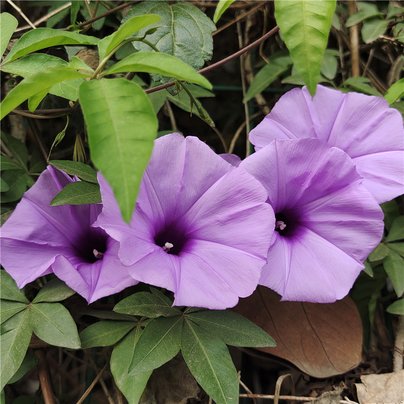 多年生爬藤阳台秋季牵牛花