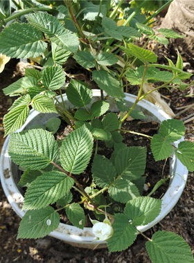 红树莓苗盆栽覆盆子苗带盆裸根易活好养水果苗当年结果甜蜜水果