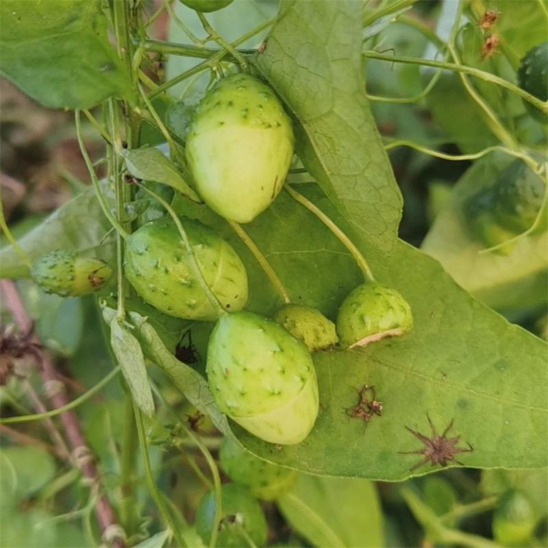 葫篓盒子草盒儿藤合子草黄丝藤天然绿色无污染500g果子