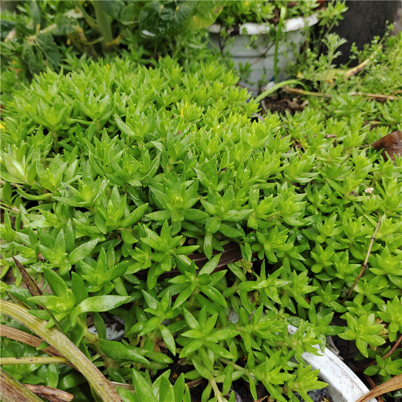 垂盆草盆栽养肝护肝中药材阳台绿植室内小盆栽耐寒耐旱植物蛇丹草