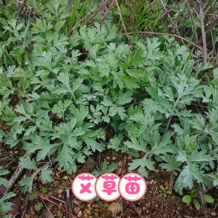艾草苗湖北蕲艾药用大叶艾草种根艾草种苗驱蚊艾蒿新鲜带根艾草苗