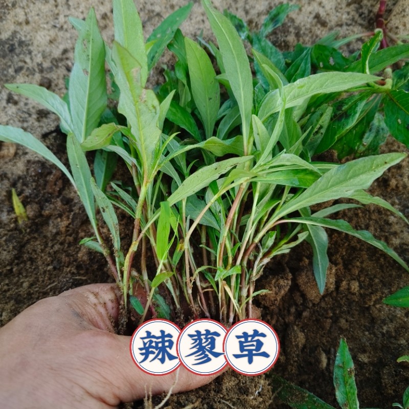 辣蓼草苗可种植辣柳苗根系发达易活香料野生辣柳菜香辣柳苗食用苗