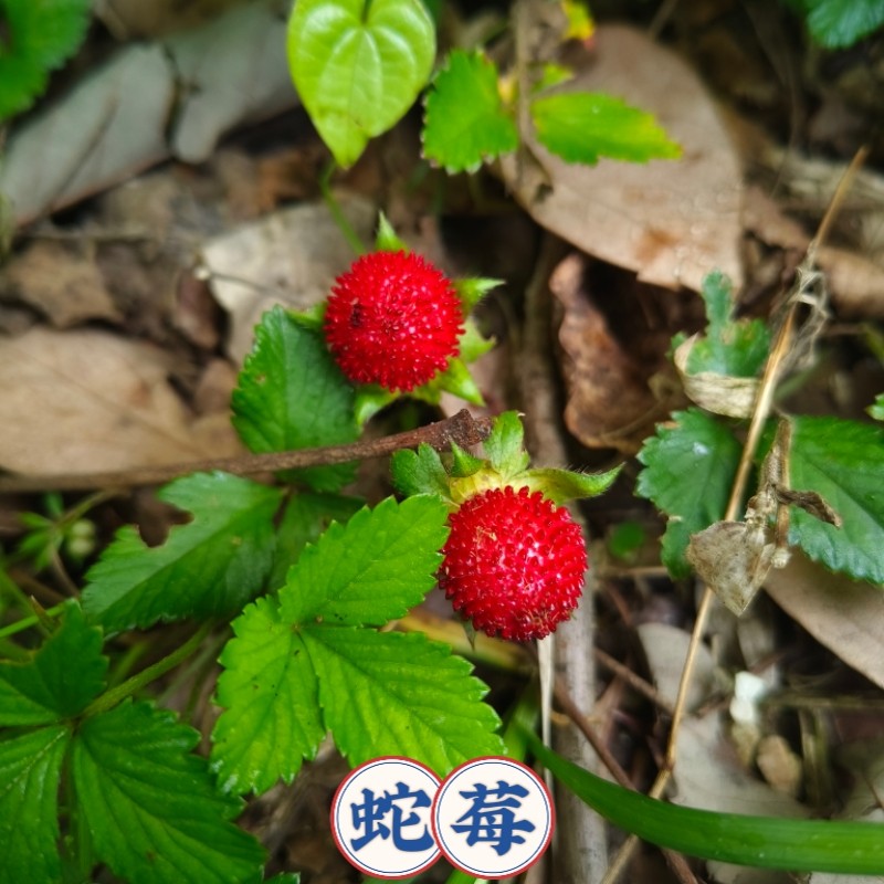 蛇莓苗现挖鲜活蛇泡草种苗龙吐珠三爪风老蛇泡野草莓苗龙球草现挖