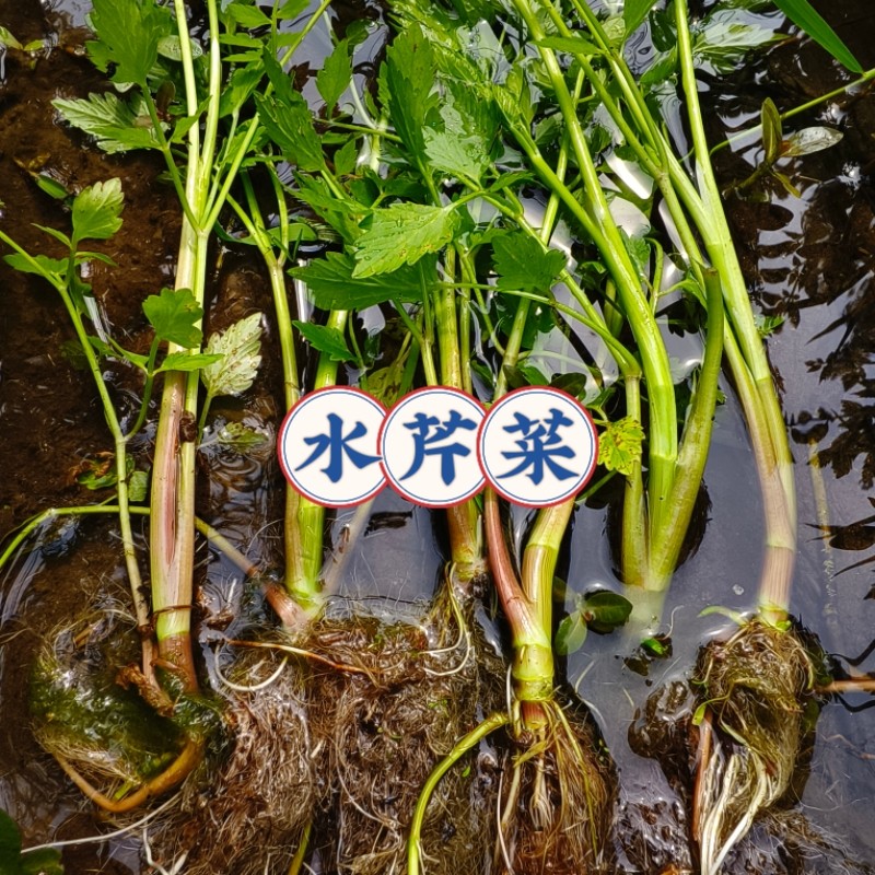 野生水芹菜苗 带根 水芹菜苗种籽 四季菜水培食用蔬菜净水质盆栽