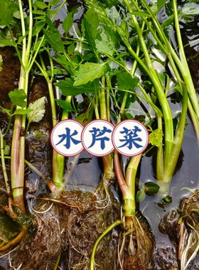 野生水芹菜苗 带根 水芹菜苗种籽 四季菜水培食用蔬菜净水质盆栽
