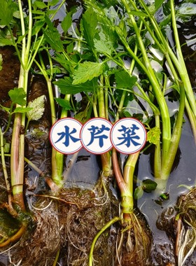 野生水芹菜苗 带根 水芹菜苗种籽 四季菜水培食用蔬菜净水质盆栽